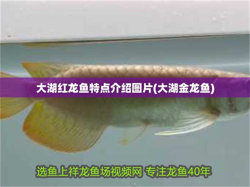 大湖紅龍魚特點介紹圖片(大湖金龍魚)