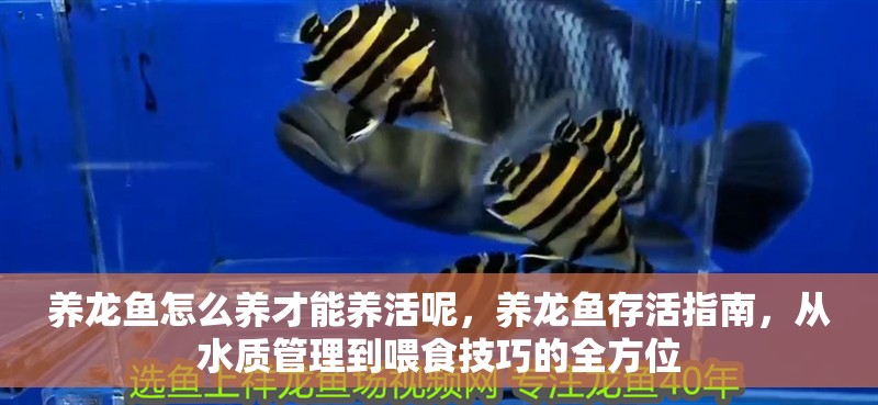 養(yǎng)龍魚怎么養(yǎng)才能養(yǎng)活呢，養(yǎng)龍魚存活指南，從水質(zhì)管理到喂食技巧的全方位