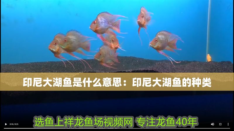 印尼大湖魚是什么意思：印尼大湖魚的種類
