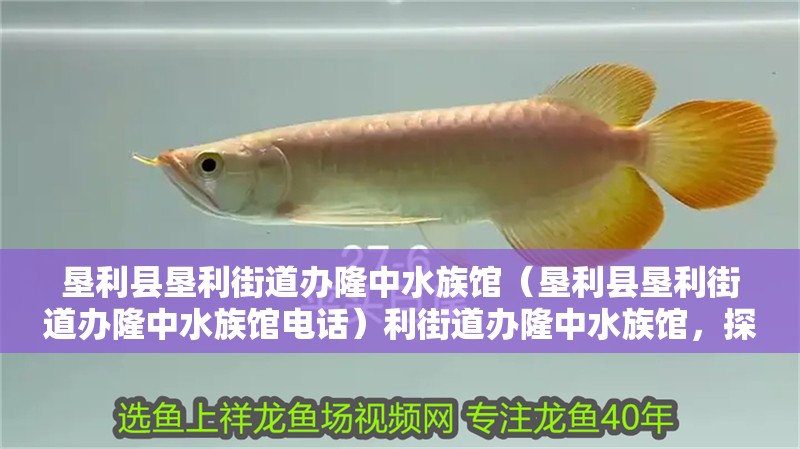 墾利縣墾利街道辦隆中水族館（墾利縣墾利街道辦隆中水族館電話）利街道辦隆中水族館，探秘電話背后的水
