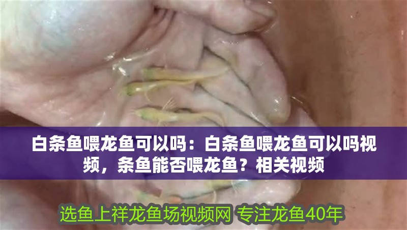 白條魚喂龍魚可以嗎：白條魚喂龍魚可以嗎視頻，條魚能否喂龍魚？相關視頻