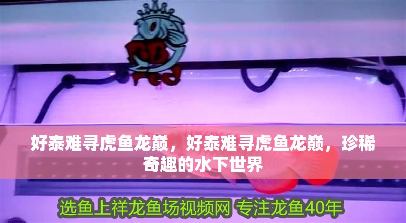 好泰難尋虎魚龍巔，好泰難尋虎魚龍巔，珍稀奇趣的水下世界