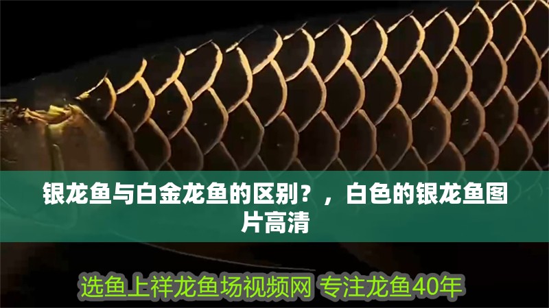 銀龍魚與白金龍魚的區別？，白色的銀龍魚圖片高清