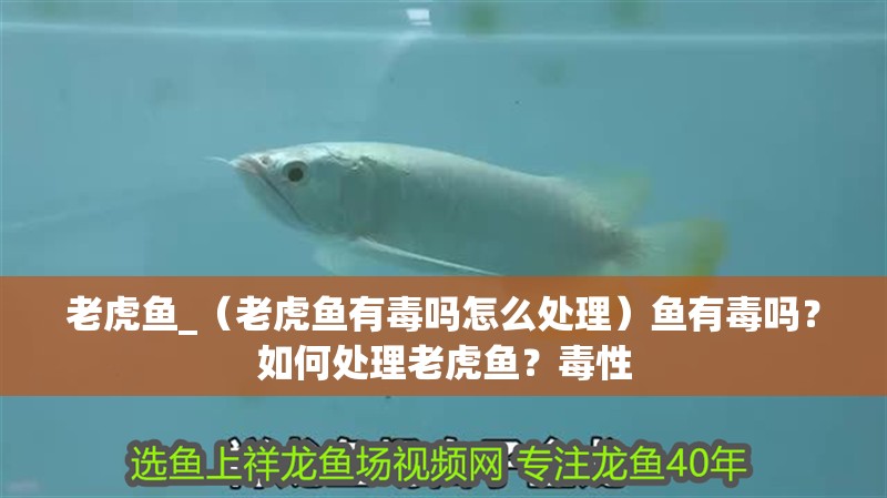 老虎魚(yú)_（老虎魚(yú)有毒嗎怎么處理）魚(yú)有毒嗎？如何處理老虎魚(yú)？毒性