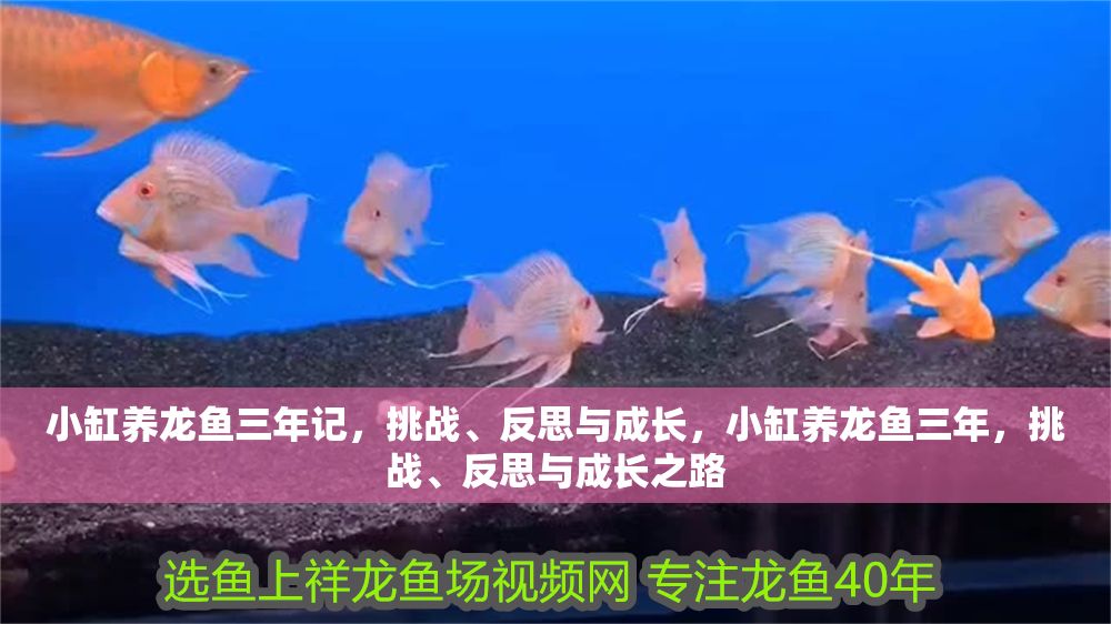 小缸養龍魚三年記，挑戰、反思與成長，小缸養龍魚三年，挑戰、反思與成長之路