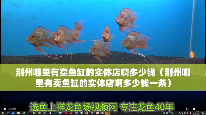 荊州哪里有賣魚缸的實體店啊多少錢（荊州哪里有賣魚缸的實體店啊多少錢一條）