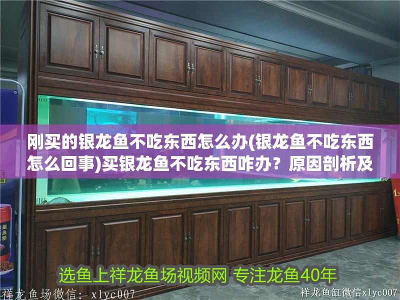 剛買的銀龍魚不吃東西怎么辦(銀龍魚不吃東西怎么回事)買銀龍魚不吃東西咋辦？原因剖析及應對方法全