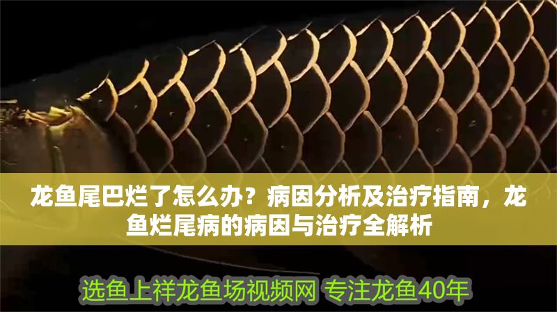 龍魚尾巴爛了怎么辦？病因分析及治療指南，龍魚爛尾病的病因與治療全解析