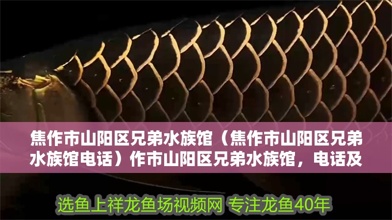 焦作市山陽區兄弟水族館（焦作市山陽區兄弟水族館電話）作市山陽區兄弟水族館，電話及特色水