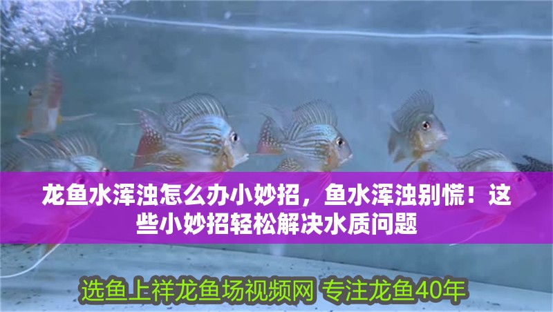 龍魚水渾濁怎么辦小妙招，魚水渾濁別慌！這些小妙招輕松解決水質問題