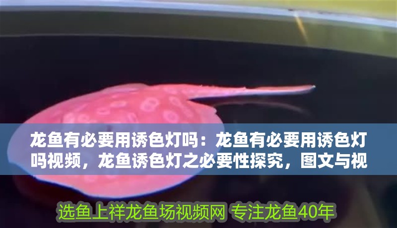 龍魚有必要用誘色燈嗎：龍魚有必要用誘色燈嗎視頻，龍魚誘色燈之必要性探究，圖文與視頻全
