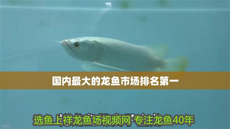 國內(nèi)最大的龍魚市場排名第一 龍魚百科 第1張 國內(nèi)最大的龍魚市場排名第一 國內(nèi)最大的龍魚市場排名第一 龍魚百科 第1張