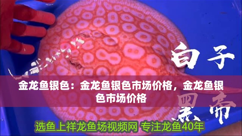 金龍魚銀色：金龍魚銀色市場價格，金龍魚銀色市場價格