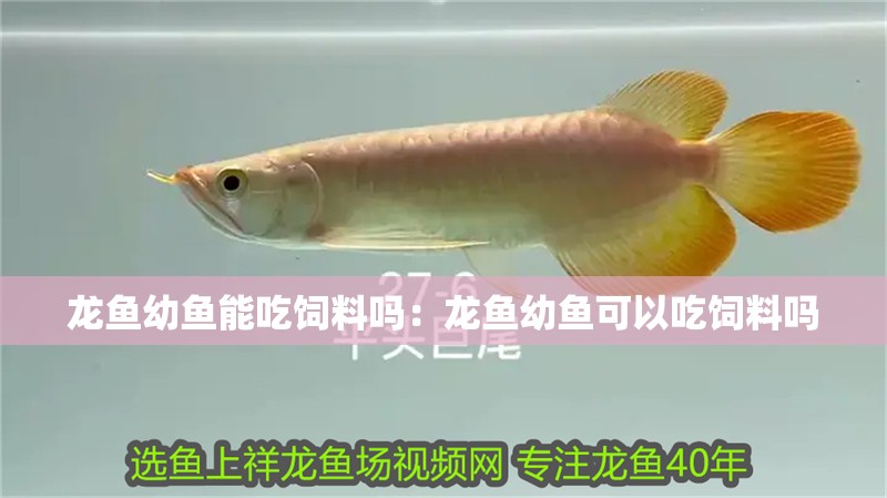 龍魚幼魚能吃飼料嗎：龍魚幼魚可以吃飼料嗎