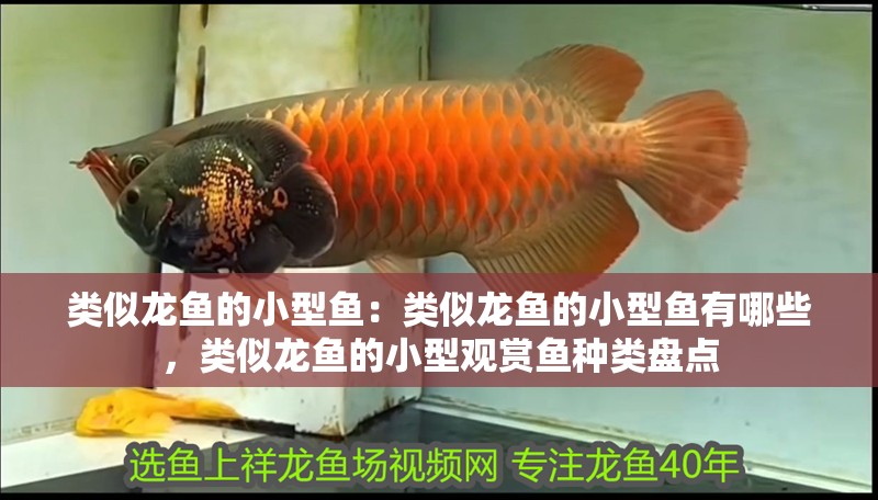 類似龍魚的小型魚：類似龍魚的小型魚有哪些，類似龍魚的小型觀賞魚種類盤點