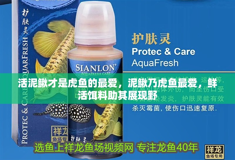 活泥鰍才是虎魚的最愛，泥鰍乃虎魚最愛，鮮活餌料助其展現野