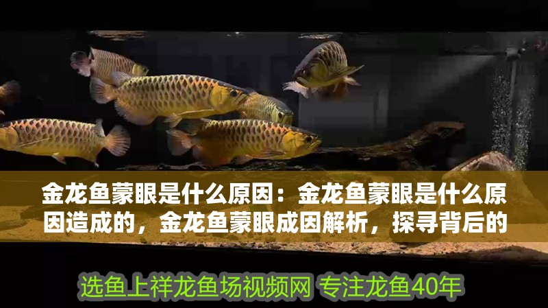金龍魚蒙眼是什么原因：金龍魚蒙眼是什么原因造成的，金龍魚蒙眼成因解析，探尋背后的多種因素