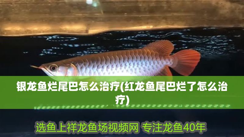 銀龍魚爛尾巴怎么治療(紅龍魚尾巴爛了怎么治療)