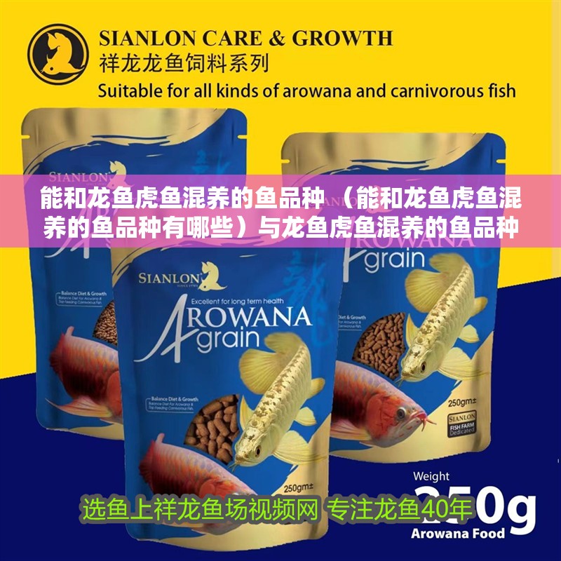 能和龍魚虎魚混養(yǎng)的魚品種 （能和龍魚虎魚混養(yǎng)的魚品種有哪些）與龍魚虎魚混養(yǎng)的魚品種盤點(diǎn)，這些魚類