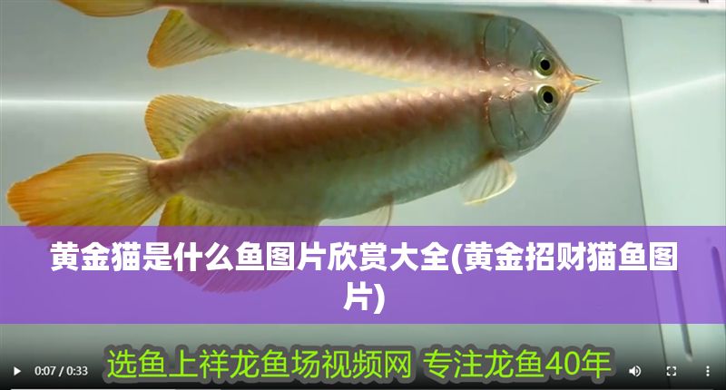 黃金貓是什么魚圖片欣賞大全(黃金招財貓魚圖片)