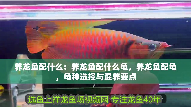 養龍魚配什么：養龍魚配什么龜，養龍魚配龜，龜種選擇與混養要點 養龍魚配什么：養龍魚配什么龜，養龍魚配龜，龜種選擇與混養要點 水族問答