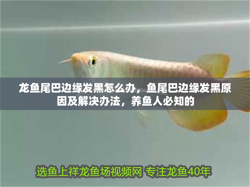 龍魚尾巴邊緣發黑怎么辦，魚尾巴邊緣發黑原因及解決辦法，養魚人必知的