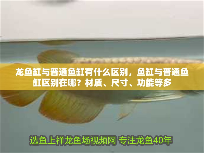 龍魚缸與普通魚缸有什么區(qū)別，魚缸與普通魚缸區(qū)別在哪？材質(zhì)、尺寸、功能等多