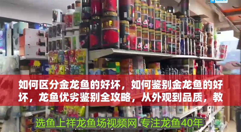 如何區分金龍魚的好壞，如何鑒別金龍魚的好壞，龍魚優劣鑒別全攻略，從外觀到品質，教你精準