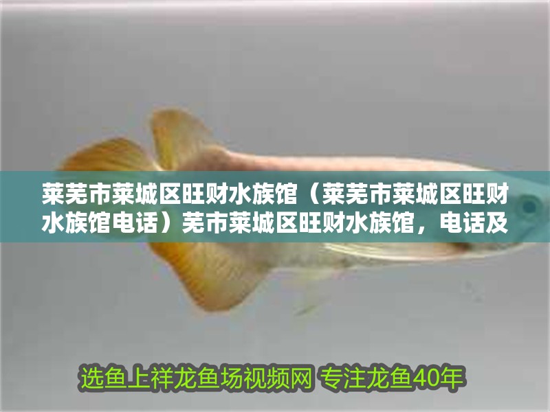 萊蕪市萊城區旺財水族館（萊蕪市萊城區旺財水族館電話）蕪市萊城區旺財水族館，電話及水族 萊蕪市萊城區旺財水族館（萊蕪市萊城區旺財水族館電話）蕪市萊城區旺財水族館，電話及水族 全國水族館企業名錄 第2張