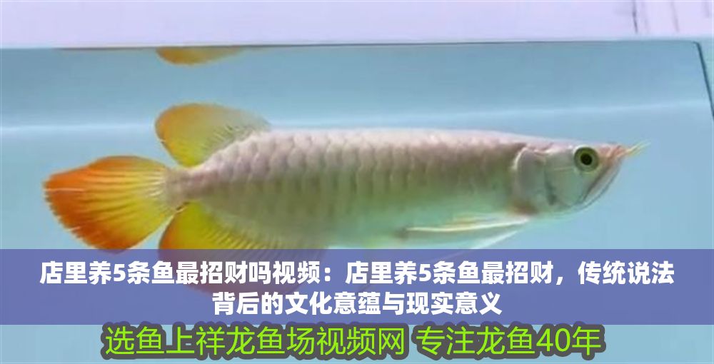 店里養(yǎng)5條魚最招財(cái)嗎視頻：店里養(yǎng)5條魚最招財(cái)，傳統(tǒng)說法背后的文化意蘊(yùn)與現(xiàn)實(shí)意義
