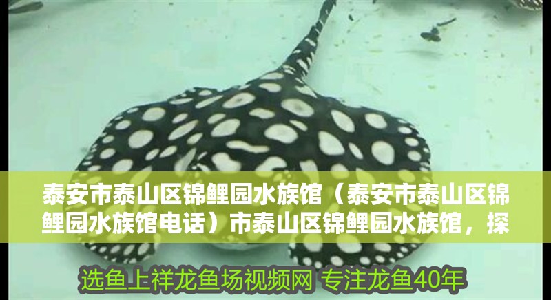 泰安市泰山區錦鯉園水族館（泰安市泰山區錦鯉園水族館電話）市泰山區錦鯉園水族館，探秘電話背后的