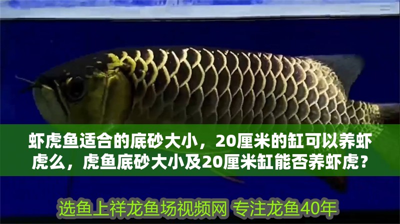 蝦虎魚適合的底砂大小，20厘米的缸可以養蝦虎么，虎魚底砂大小及20厘米缸能否養蝦虎？養殖環境與品種適配