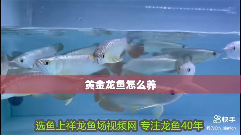 黃金龍魚怎么養(yǎng)