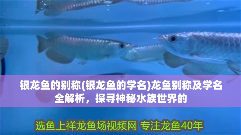 銀龍魚(yú)的別稱(chēng)(銀龍魚(yú)的學(xué)名)龍魚(yú)別稱(chēng)及學(xué)名全解析，探尋神秘水族世界的