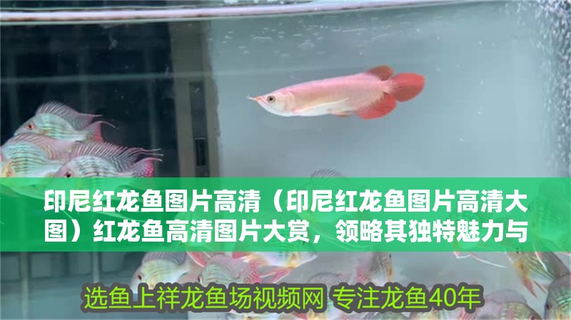 印尼紅龍魚圖片高清（印尼紅龍魚圖片高清大圖）紅龍魚高清圖片大賞，領略其獨特魅力與風采