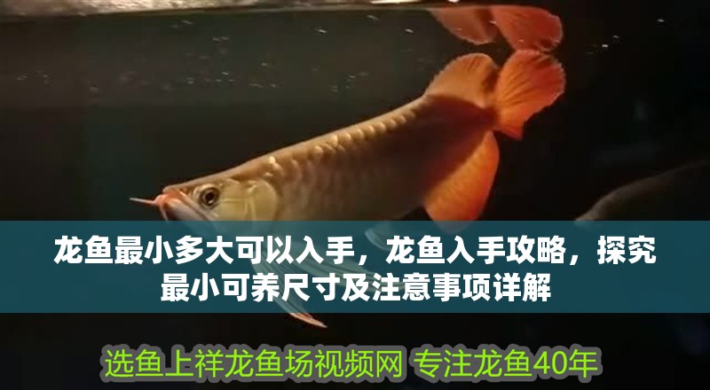 龍魚最小多大可以入手，龍魚入手攻略，探究最小可養尺寸及注意事項詳解