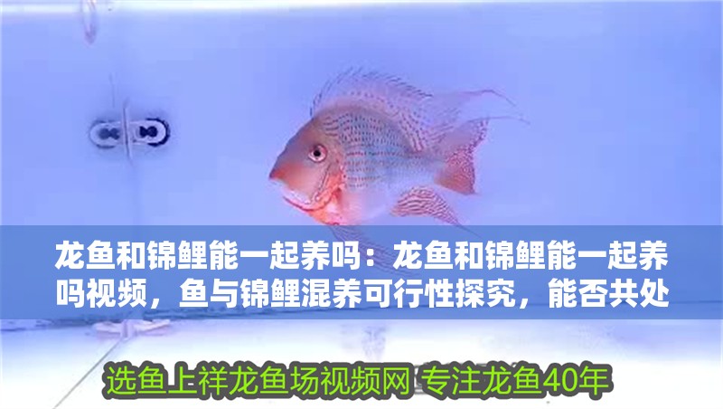 龍魚和錦鯉能一起養嗎：龍魚和錦鯉能一起養嗎視頻，魚與錦鯉混養可行性探究，能否共處一缸