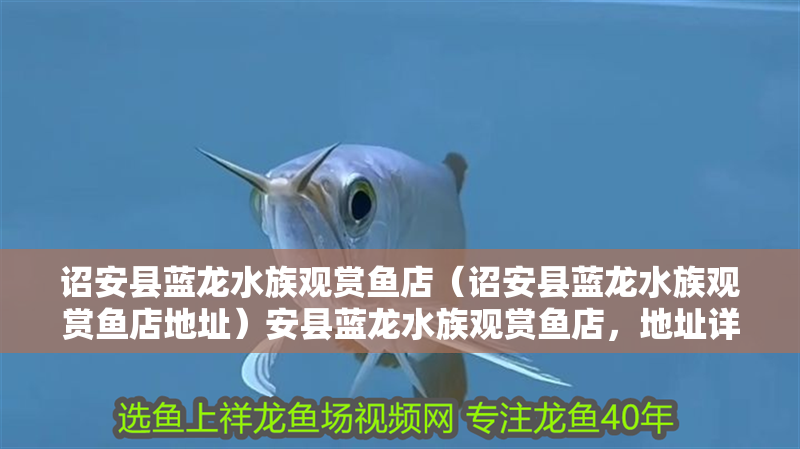 詔安縣藍龍水族觀賞魚店（詔安縣藍龍水族觀賞魚店地址）安縣藍龍水族觀賞魚店，地址詳情及特色水