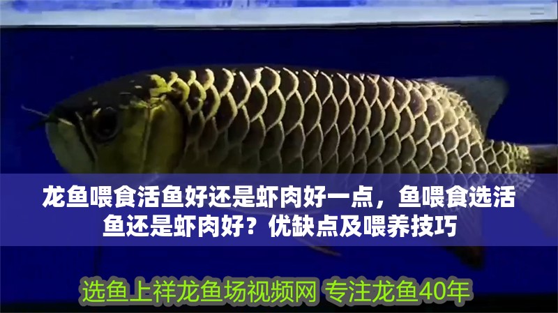龍魚喂食活魚好還是蝦肉好一點，魚喂食選活魚還是蝦肉好？優缺點及喂養技巧
