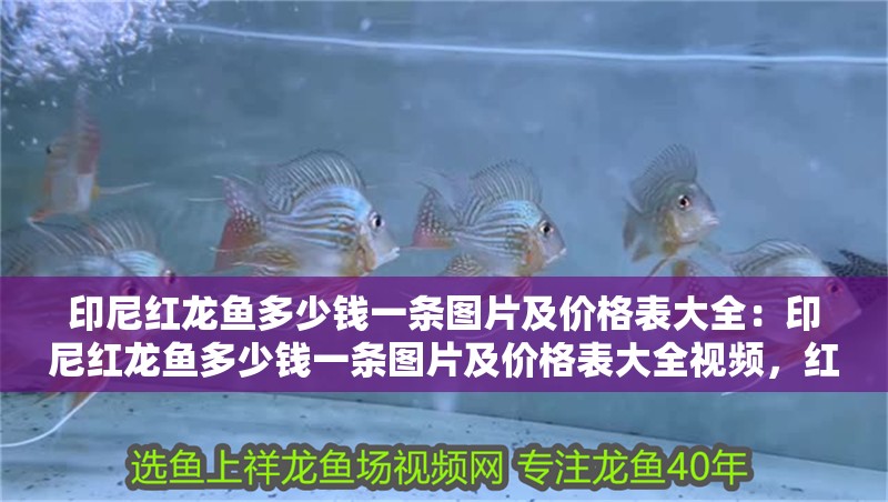 印尼紅龍魚多少錢一條圖片及價格表大全：印尼紅龍魚多少錢一條圖片及價格表大全視頻，紅龍魚價格全解析，圖片、價格表及視頻一覽