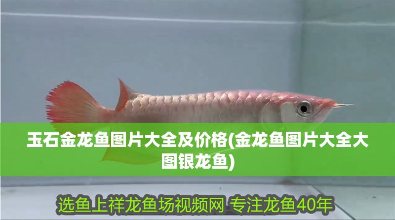 玉石金龍魚圖片大全及價(jià)格(金龍魚圖片大全大圖銀龍魚)