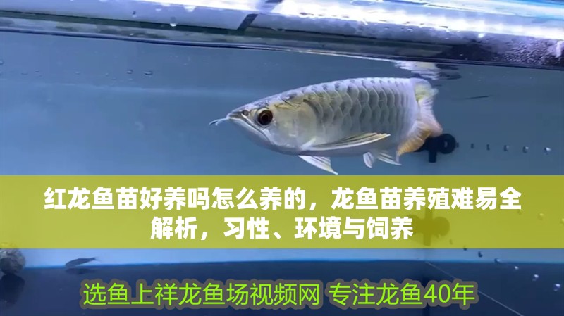 紅龍魚苗好養(yǎng)嗎怎么養(yǎng)的，龍魚苗養(yǎng)殖難易全解析，習(xí)性、環(huán)境與飼養(yǎng)