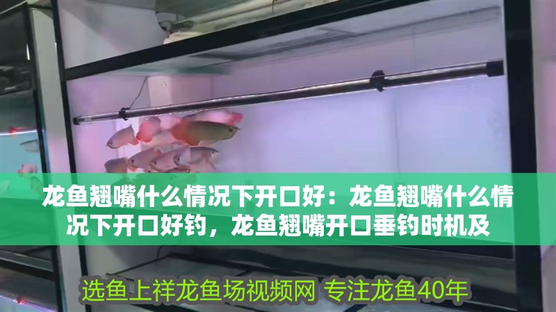 龍魚翹嘴什么情況下開口好：龍魚翹嘴什么情況下開口好釣，龍魚翹嘴開口垂釣時機及