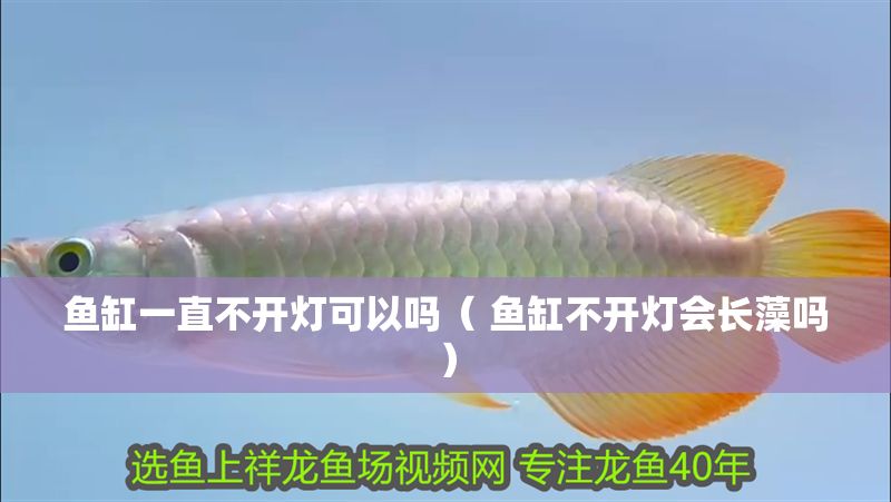 魚缸一直不開(kāi)燈可以嗎（ 魚缸不開(kāi)燈會(huì)長(zhǎng)藻嗎）