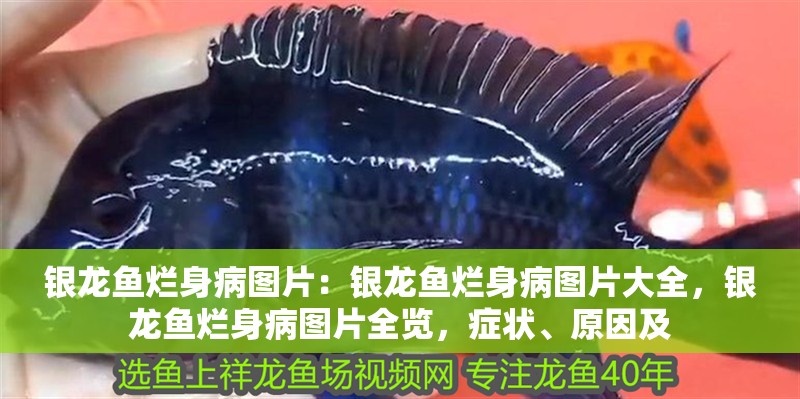 銀龍魚爛身病圖片：銀龍魚爛身病圖片大全，銀龍魚爛身病圖片全覽，癥狀、原因及