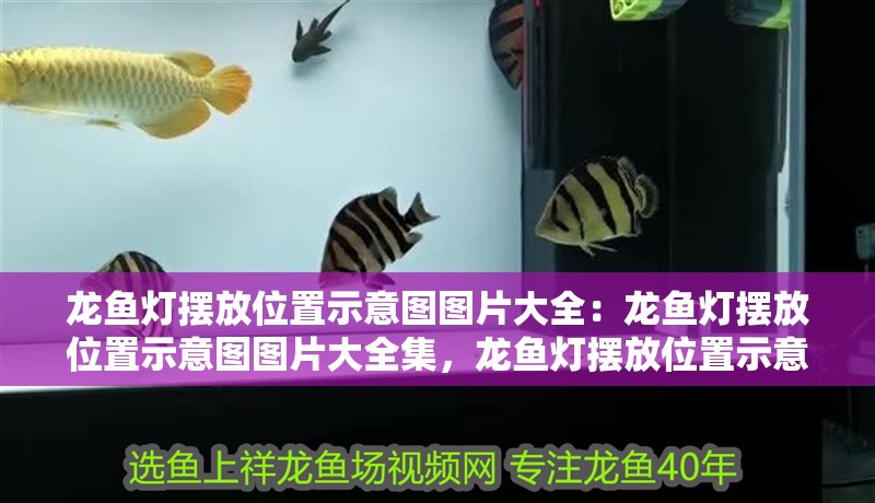 龍魚燈擺放位置示意圖圖片大全：龍魚燈擺放位置示意圖圖片大全集，龍魚燈擺放位置示意圖圖片大全集