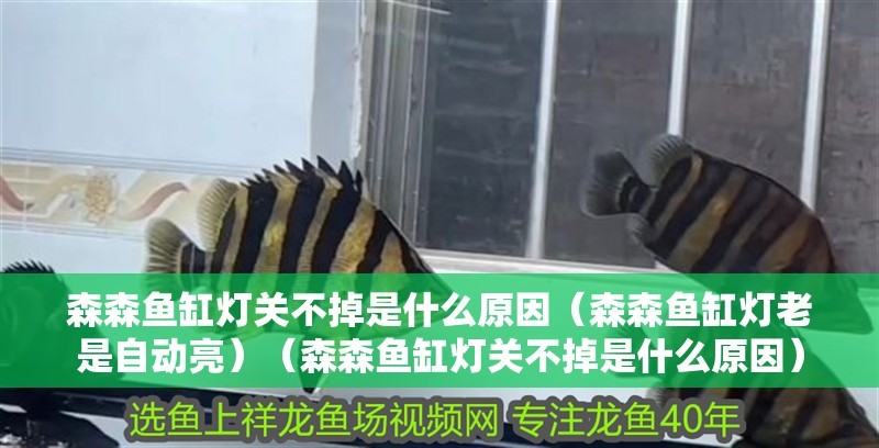 森森魚缸燈關(guān)不掉是什么原因（森森魚缸燈老是自動亮）（森森魚缸燈關(guān)不掉是什么原因）