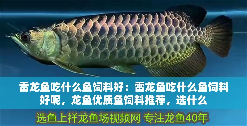 雷龍魚吃什么魚飼料好：雷龍魚吃什么魚飼料好呢，龍魚優(yōu)質(zhì)魚飼料推薦，選什么