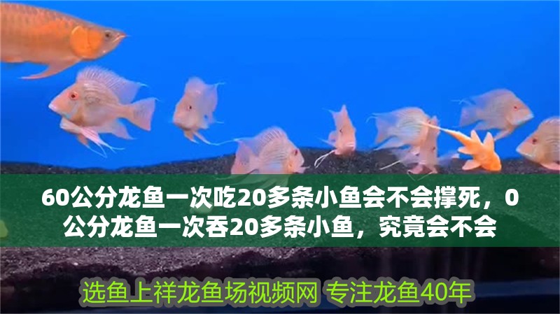 60公分龍魚(yú)一次吃20多條小魚(yú)會(huì)不會(huì)撐死，0公分龍魚(yú)一次吞20多條小魚(yú)，究竟會(huì)不會(huì)