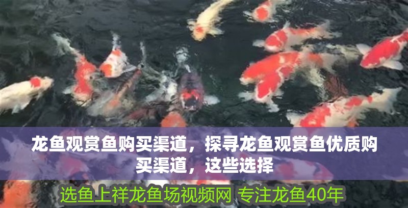 龍魚(yú)觀賞魚(yú)購(gòu)買(mǎi)渠道，探尋龍魚(yú)觀賞魚(yú)優(yōu)質(zhì)購(gòu)買(mǎi)渠道，這些選擇